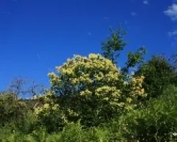 castaño en flor