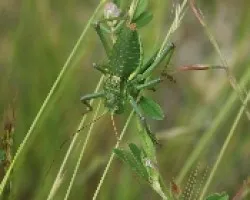 Chicharra alicorta - Ephippiger ephippiger.