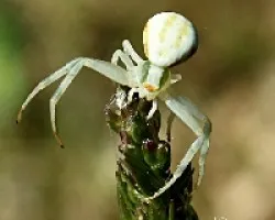 araña cangrejo (Thomisus onustus) 