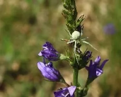 araña cangrejo (Thomisus onustus) 