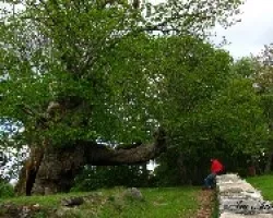 Castaño milenario de Pombairiños