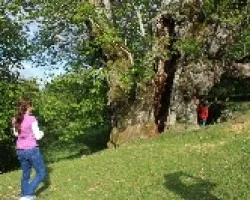 Castaño milenario de Pombairiños