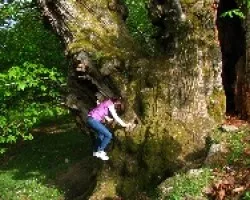Castaño milenario de Pombairiños
