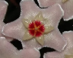 Hoya carnosa