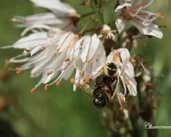 Sylema globosum amarilla sobre Asphodelus Albus