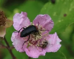 Toro del sol (Heliotaurus ruficollis), 