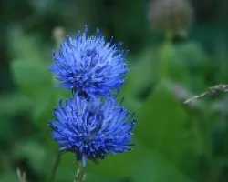 Azul intenso