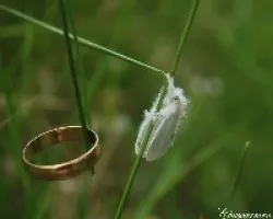 Euproctis similis- oruga de zurrón