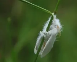 Euproctis similis- oruga de zurrón
