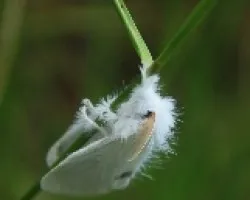 Euproctis similis- oruga de zurrón