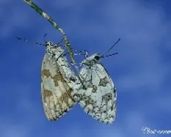 Melanargia lachesis 