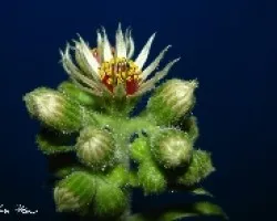 Uno de mis cactus