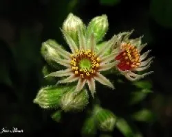 uno de mis cactus