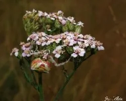 Camuflaje-Thomisus onustus