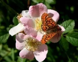 Rosa canina