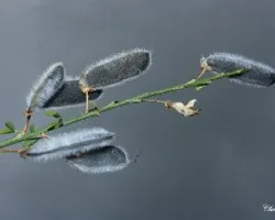 Citysus scoparius