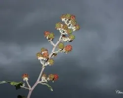 Mora de Rubus ulmifolius.