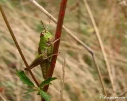 Bichitos del prado