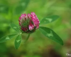 Trifolium pratense