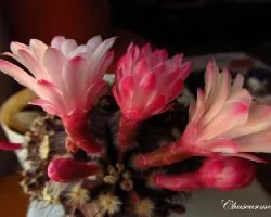Gymnocalycium mihanovichii injertado en Hylocereus