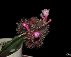 Gymnocalycium mihanovichii injertado en Hylocereus