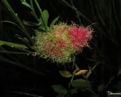agalla en rosa canina
