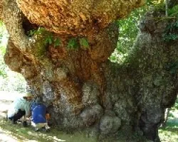 Patrimonio Natural