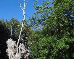 Castaño vivo y castaño muerto