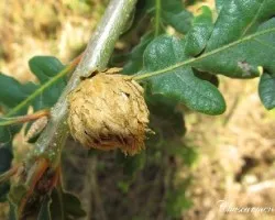 Andricus quercustozae