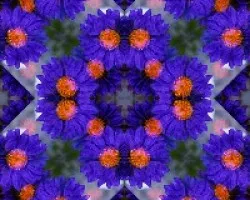 Dedicada a momiji, una flor azul