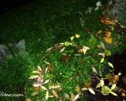 Hojas de Otoño