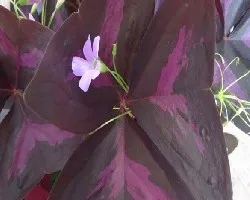 Oxalis regnellii atropurpurea