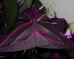 Oxalis regnellii atropurpurea