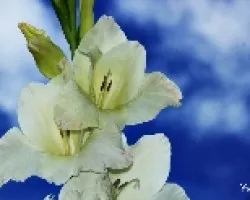 Gladiolus communis