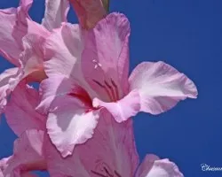 gladiolos rosas