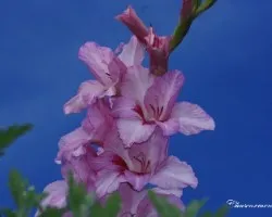 gladiolo rosa