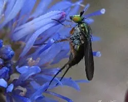 Mosca rara