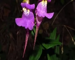 Linaria triornithophora