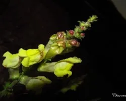 Antirrhinum latifolium- dragon grande amarillo