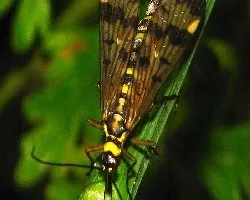 Mosca escorpión
