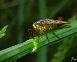 Mosca Escorpión