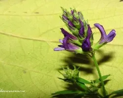 Medicago sativa