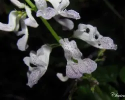Plectranthus australis