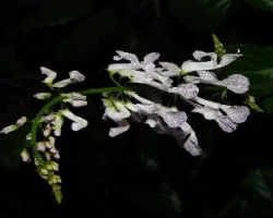 Plectranthus australis