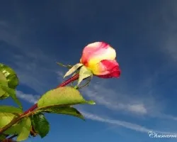 Rosa de otoño