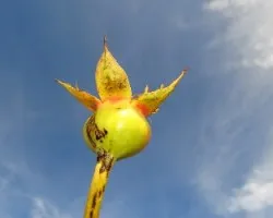 Cáliz de una rosa