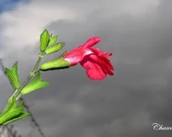 Florecilla perfumada