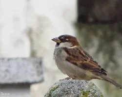 Passer domesticus