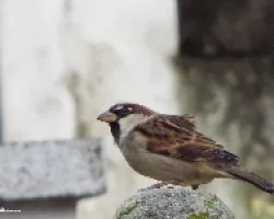 Passer domesticus
