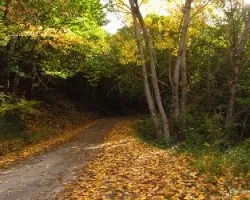 caminos de otoño